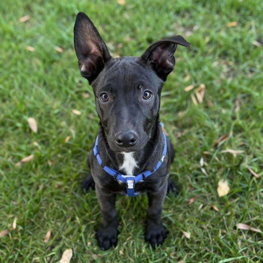 Enlarge Harrison, a Adoptable mixed breed in San Diego, CA image 5/6