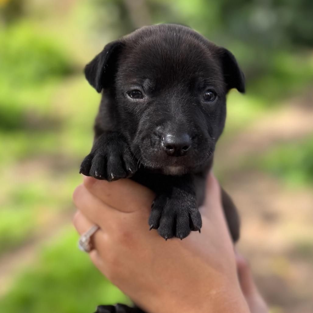 Enlarge Harry, a Adoptable mixed breed in San Diego, CA image 4/5