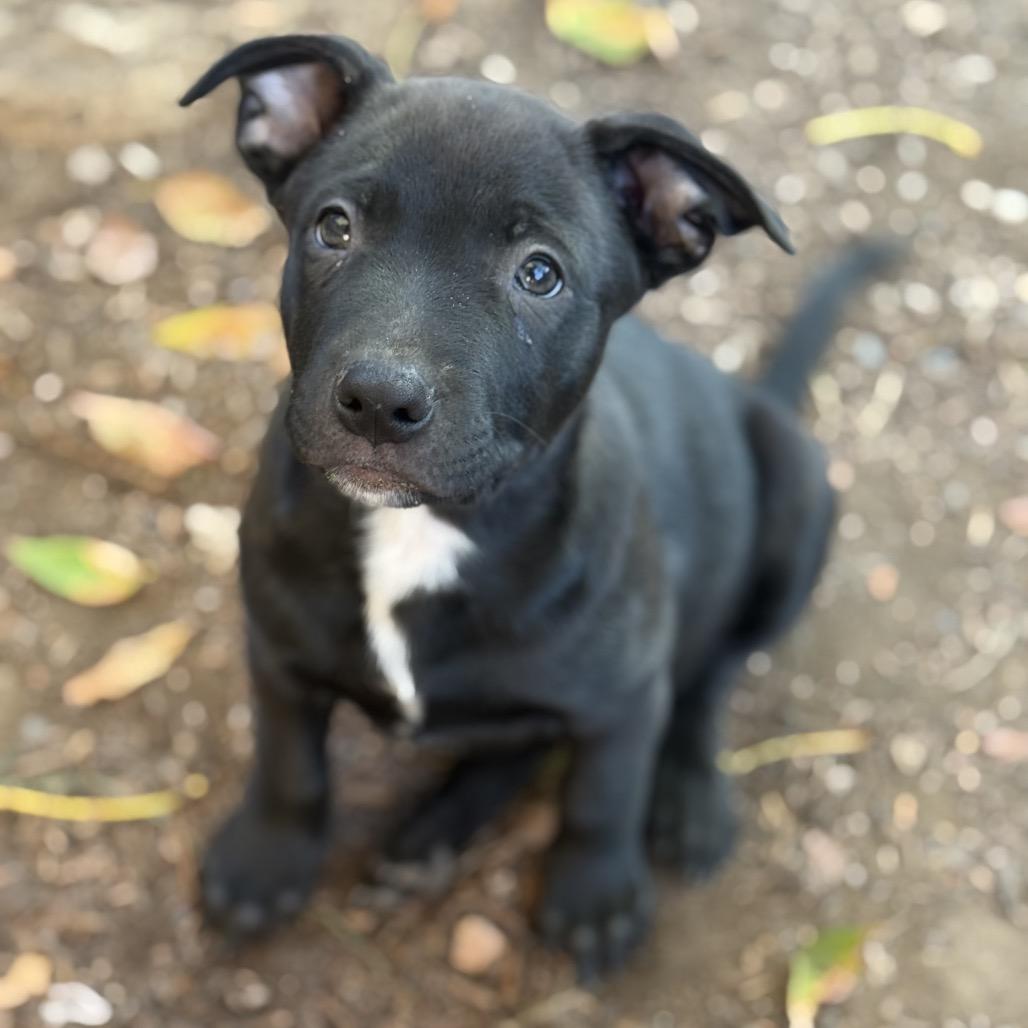 Enlarge Harrison, a Adoptable mixed breed in San Diego, CA image 6/6