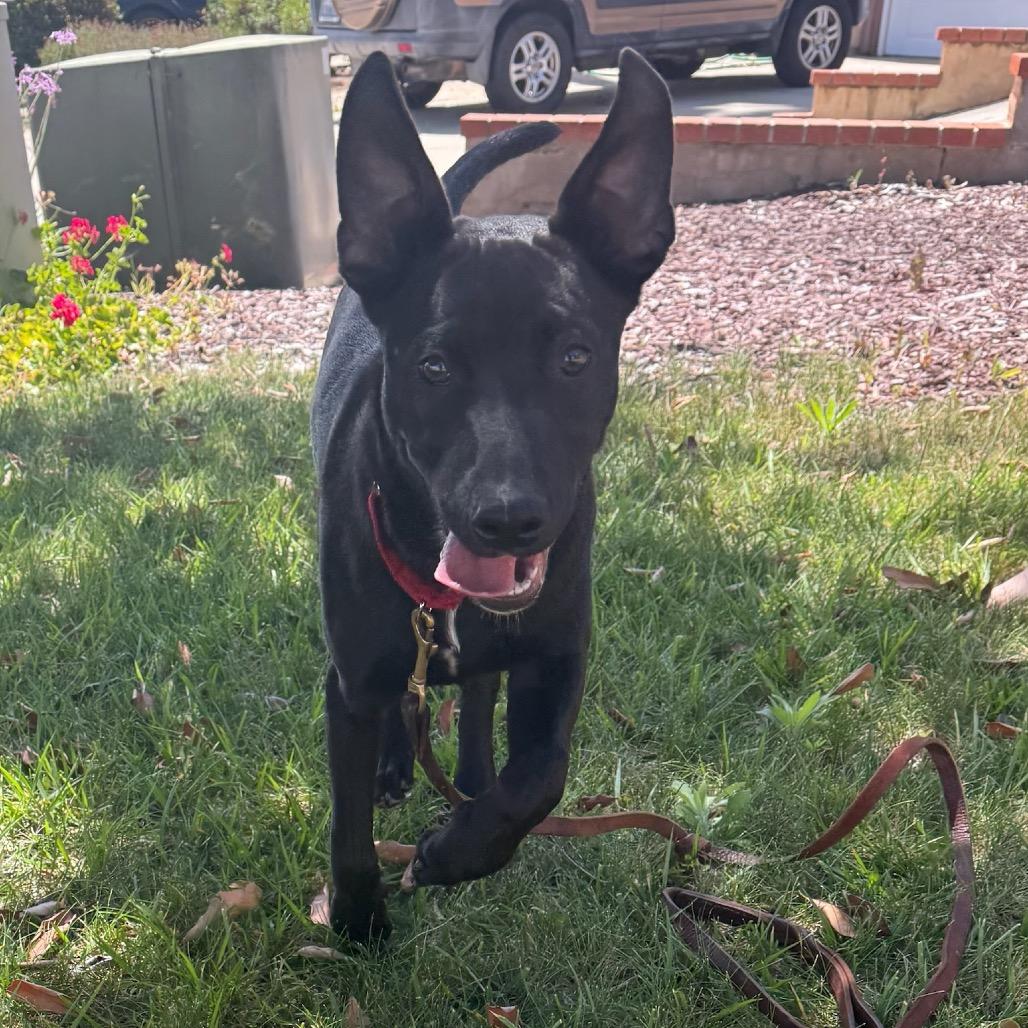 Enlarge Harrison, a Adoptable mixed breed in San Diego, CA image 6/6