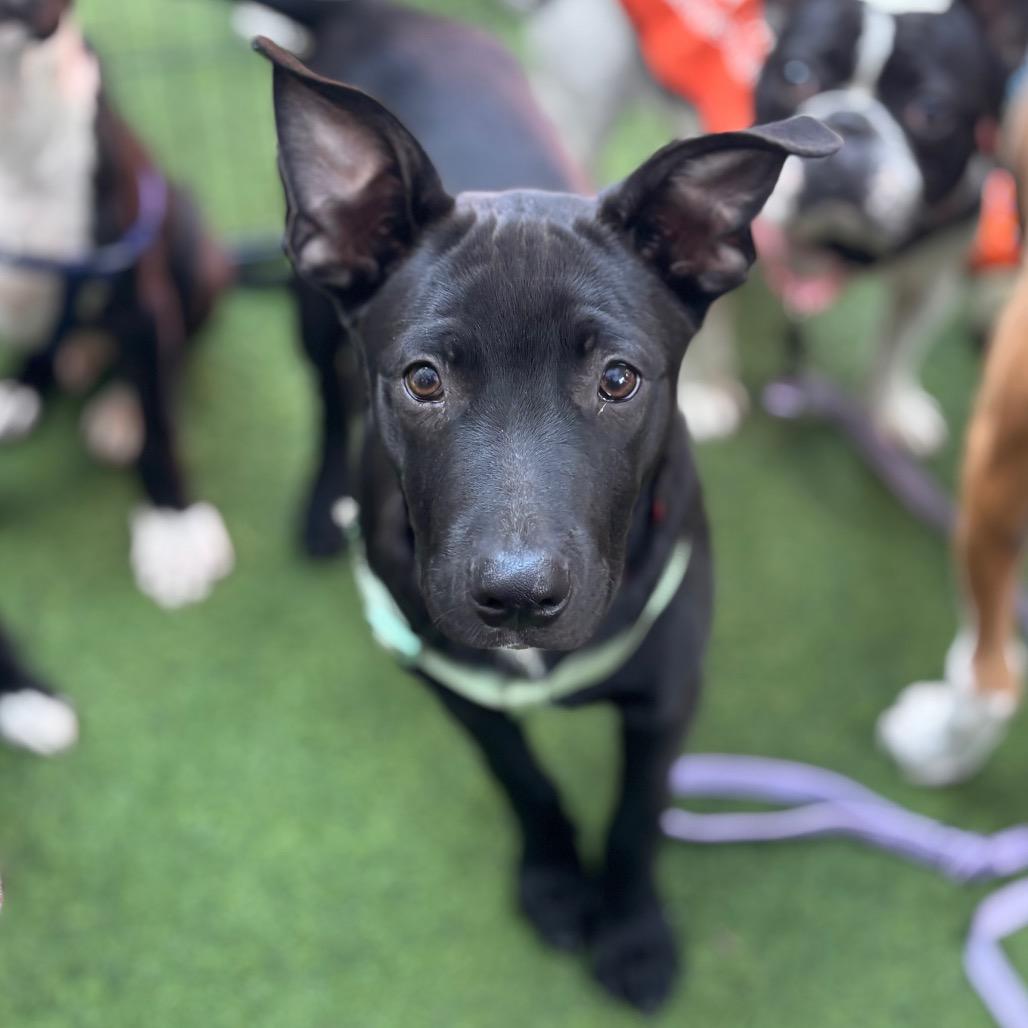 Enlarge Harrison, a Adoptable mixed breed in San Diego, CA image 6/6