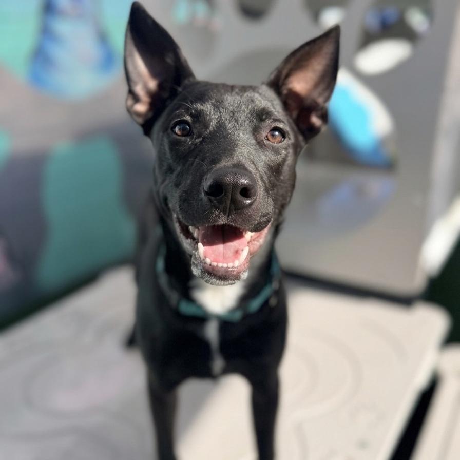 Harrison, a Adoptable mixed breed in San Diego, CA image 6/6