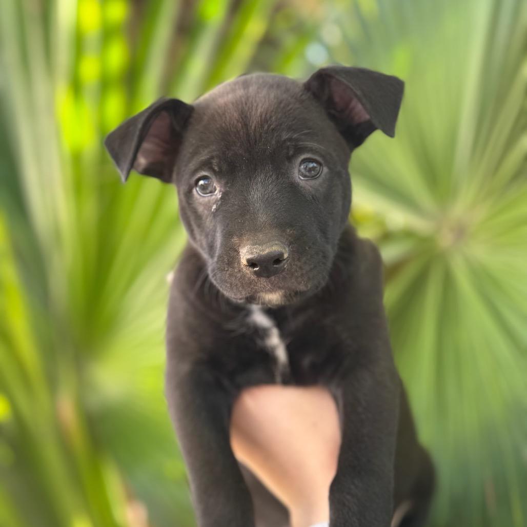 Enlarge Harry, a Adoptable mixed breed in San Diego, CA image 5/5