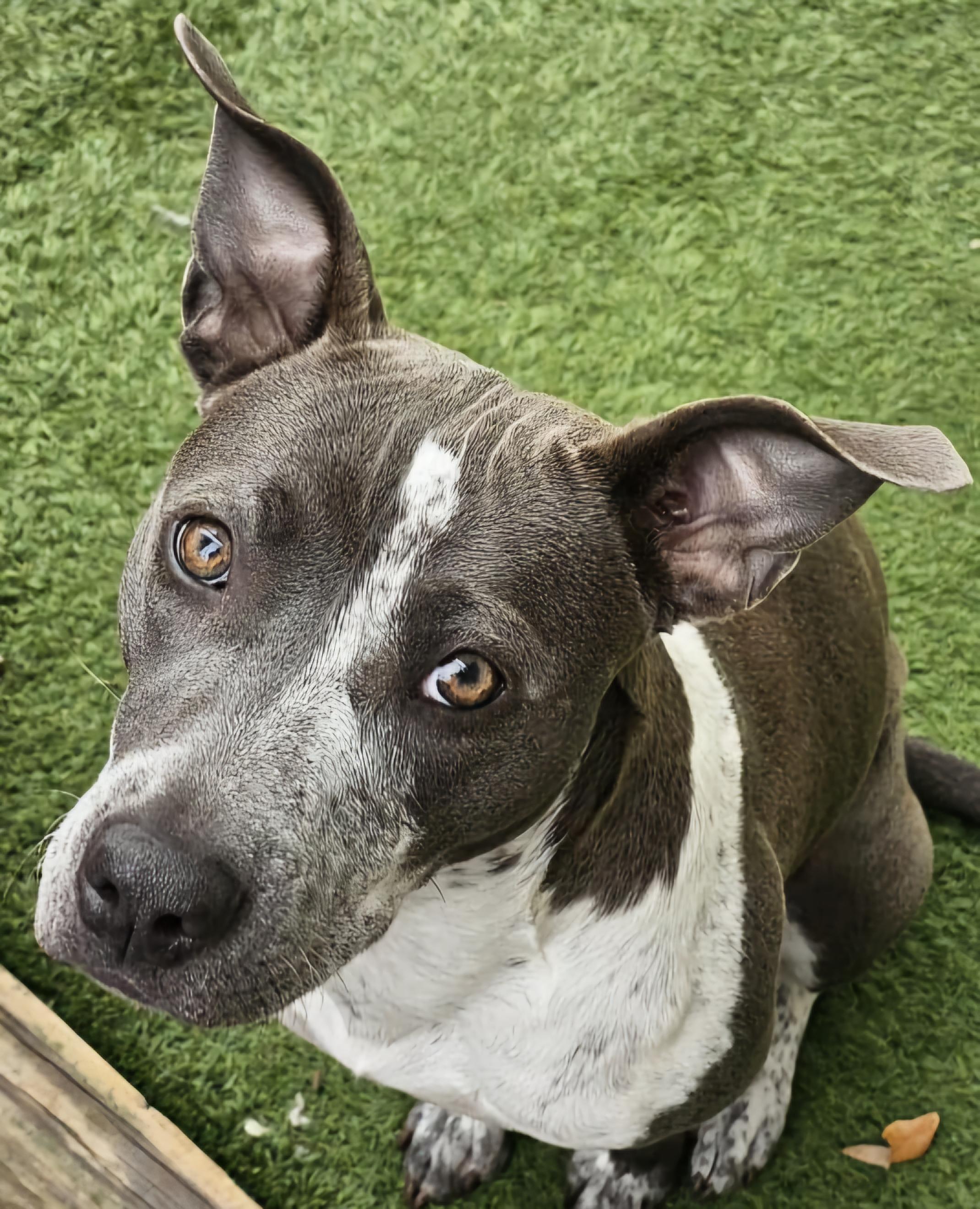 Luna — thumbnail 3