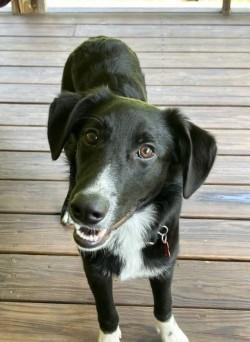 Jeb, adoptable, Young Male Border Collie.