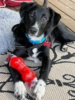 Enlarge Jeb, an adoptable mixed breed in Salamanca, NY image 2/2
