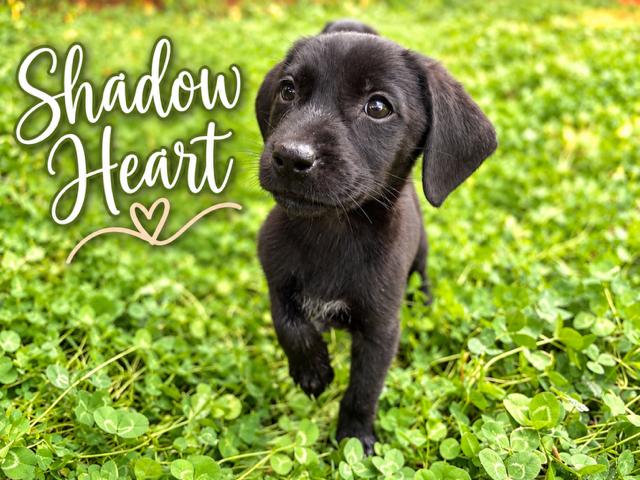 Shadow Heart photo