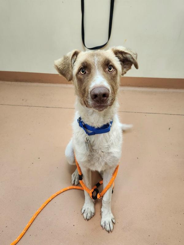 Bodie, Adoptable, Young Male Great Pyrenees & Australian Cattle Dog / Blue Heeler.