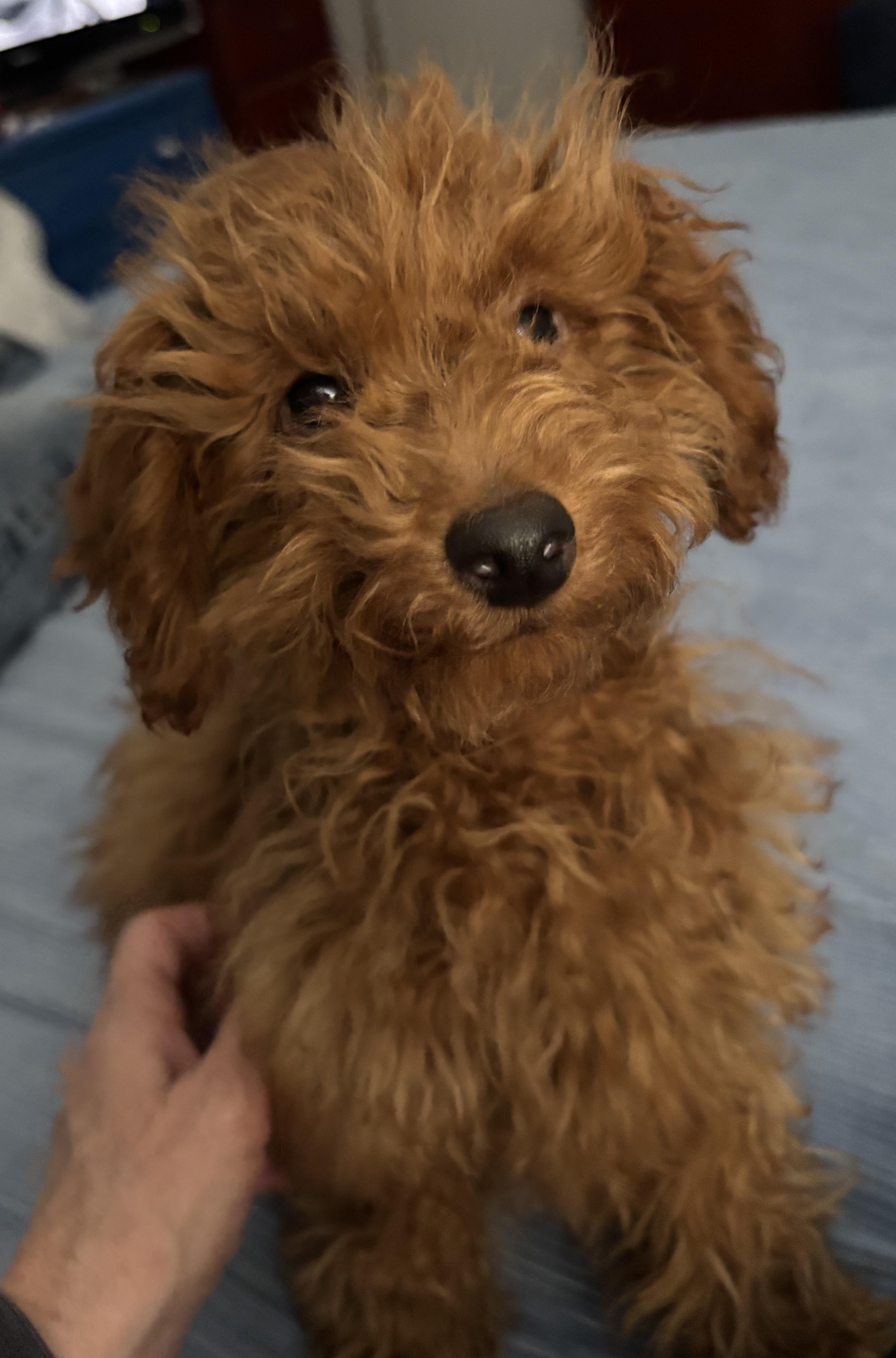 Tiny Tim, ADOPTABLE, Puppy Male Miniature Poodle.