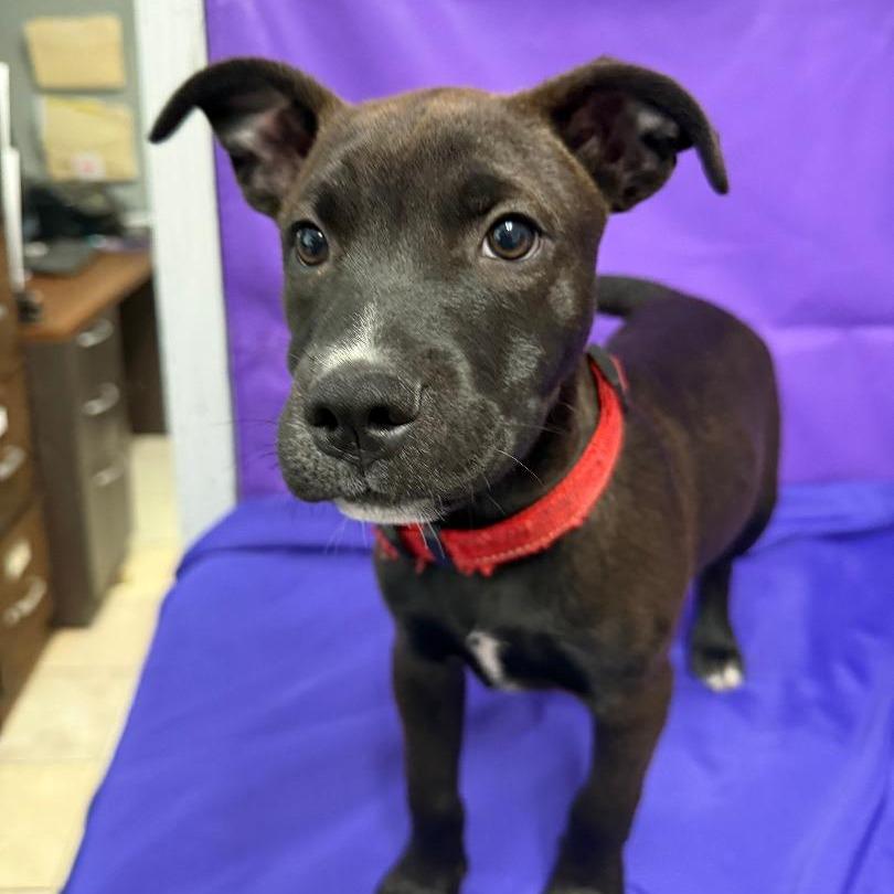 Barley, Adoptable, Puppy Male Labrador Retriever & Mixed Breed.