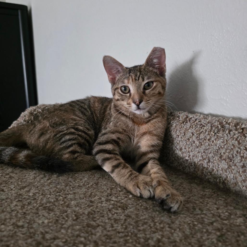 Enlarge Mindy, a Adoptable Domestic Short Hair in Fort Worth, TX image 1/6