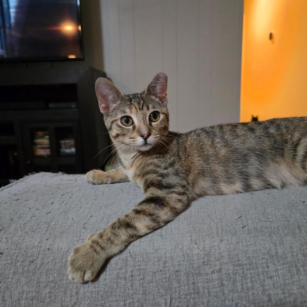 Enlarge Mindy, a Adoptable Domestic Short Hair in Fort Worth, TX image 2/6