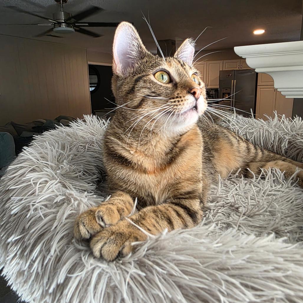 Enlarge Mindy, a Adoptable Domestic Short Hair in Fort Worth, TX image 3/6