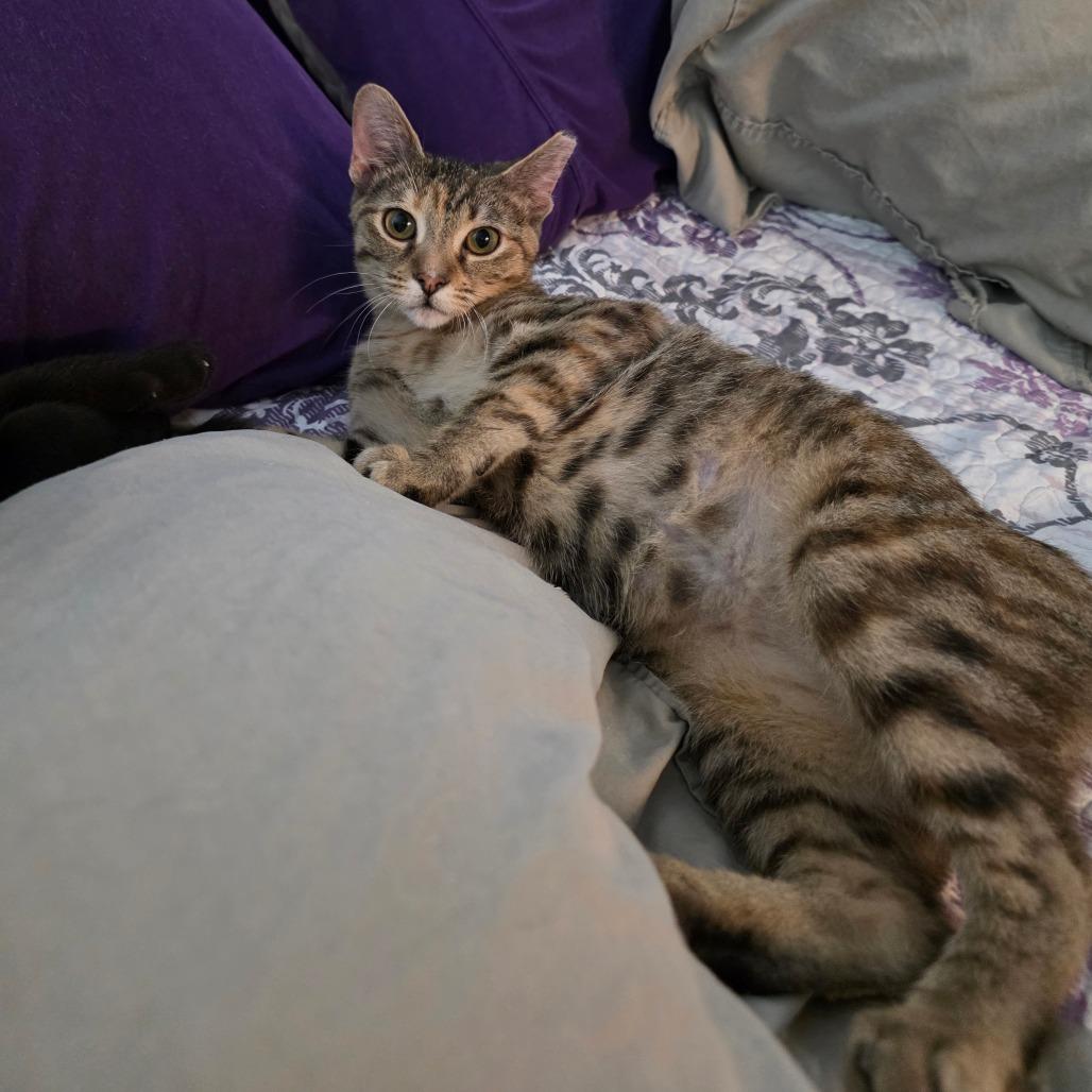 Enlarge Mindy, a Adoptable Domestic Short Hair in Fort Worth, TX image 4/6