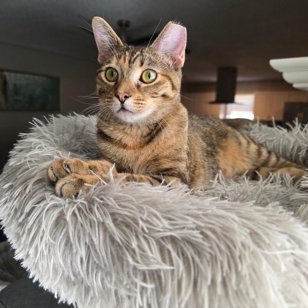 Enlarge Mindy, a Adoptable Domestic Short Hair in Fort Worth, TX image 6/6