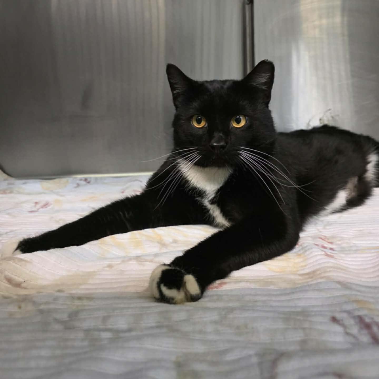 Enlarge Bogart, a ADOPTABLE mixed breed in Umatilla, FL image 1/1