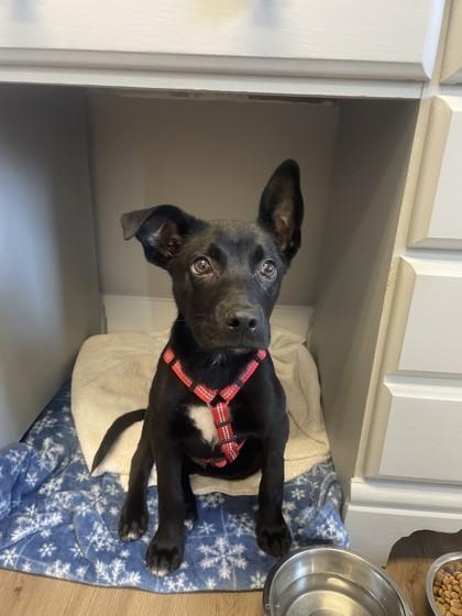 Turnip, Adoptable, Young Male Australian Kelpie & Mixed Breed.