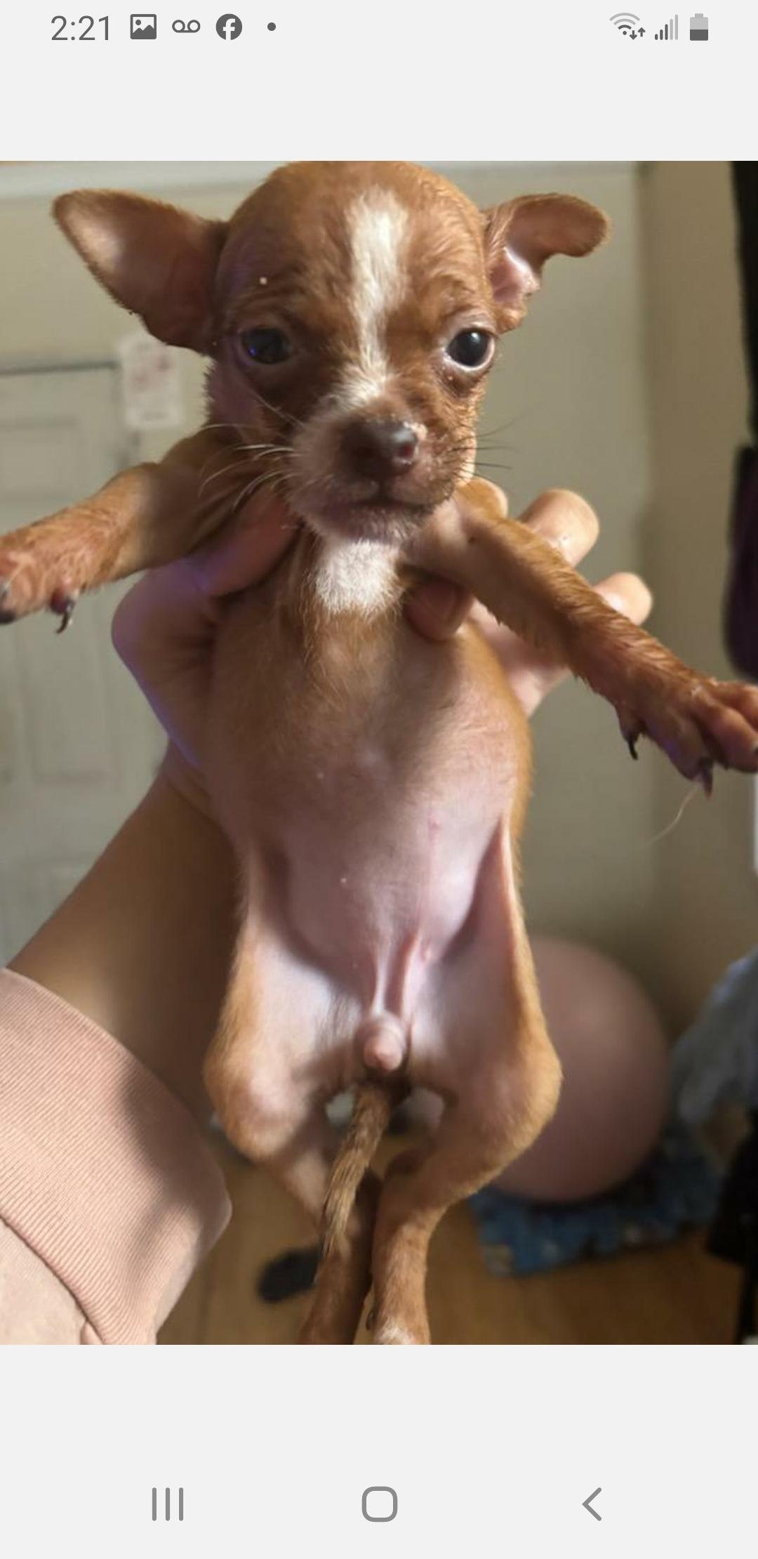 Enlarge Maddy, a Adopted Chihuahua in Murphys, CA image 1/1