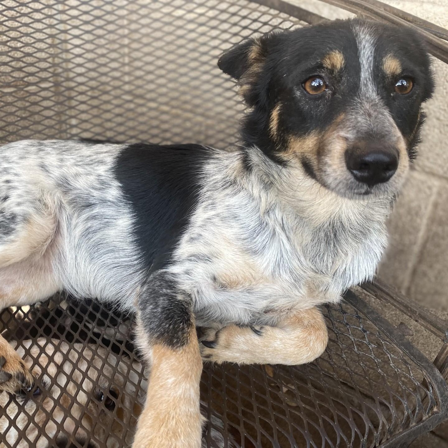 Sidekick PC, an adopted Australian Cattle Dog / Blue Heeler in Brattleboro, VT image 4/6