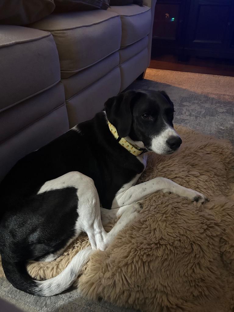 Enlarge Sally, a Adoptable mixed breed in Orlando, FL image 1/2