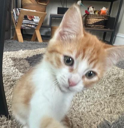 Enlarge Teddie Bear, a ADOPTABLE mixed breed in Mount Prospect, IL image 2/4