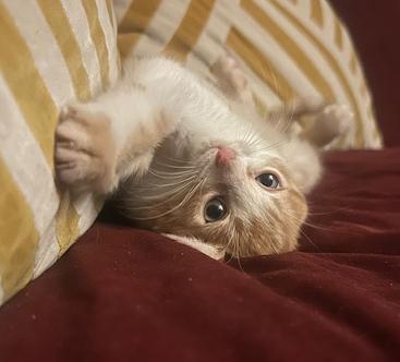 Enlarge Teddie Bear, a ADOPTABLE mixed breed in Mount Prospect, IL image 3/4