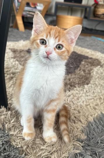 Teddie Bear, ADOPTABLE, Kitten Male Domestic Short Hair.