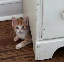 Enlarge Teddie Bear, a ADOPTABLE mixed breed in Mount Prospect, IL image 4/4