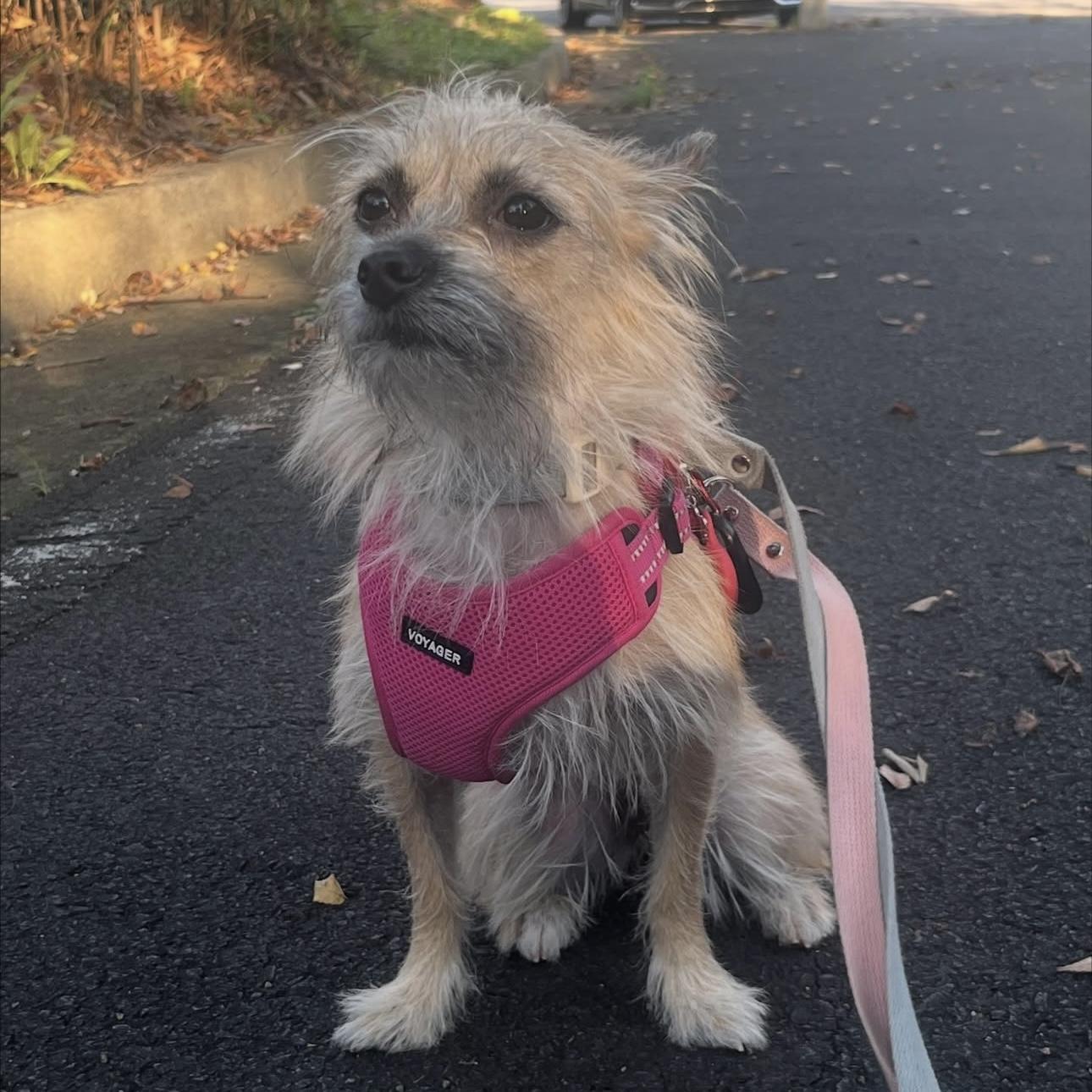 Tol, a Adoptable mixed breed in Philadelphia , PA image 2/6