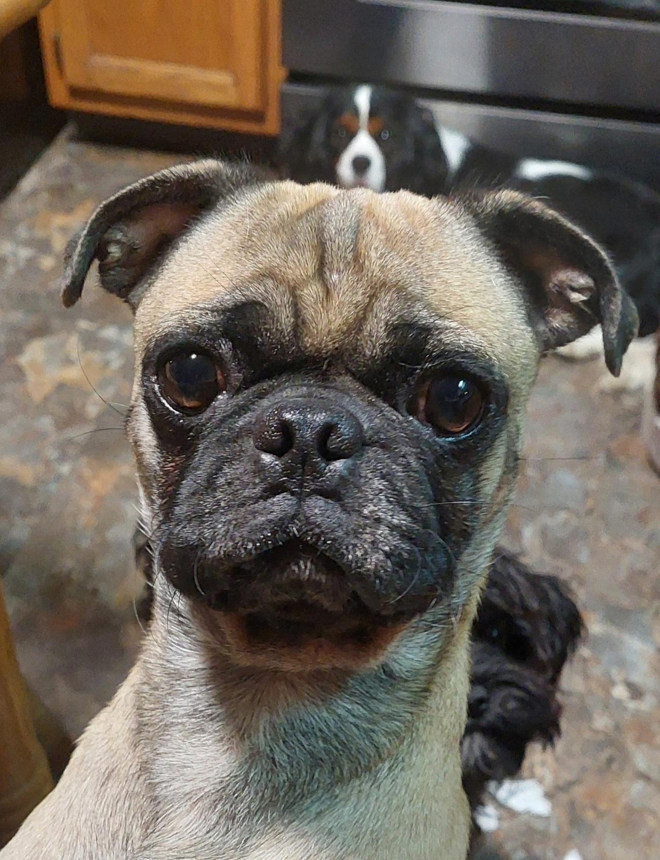 Gus-Gus