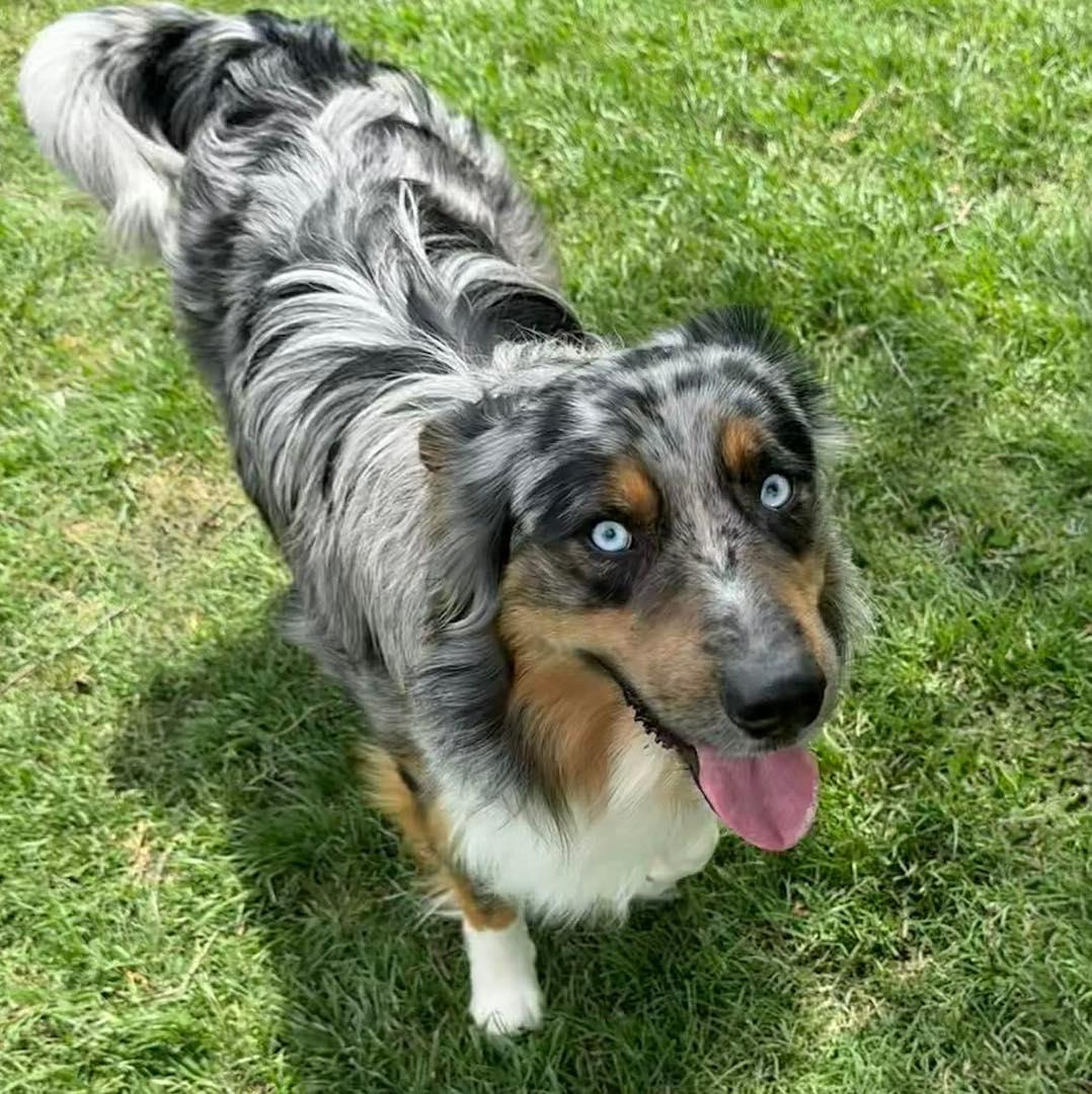 Enlarge Blaze, a ADOPTABLE Australian Shepherd in Oklahoma City, OK image 2/2