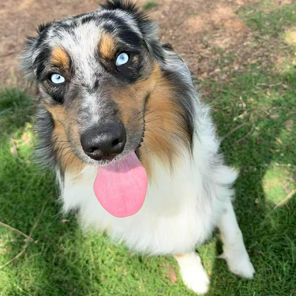 Blaze, ADOPTABLE, Young Male Australian Shepherd.