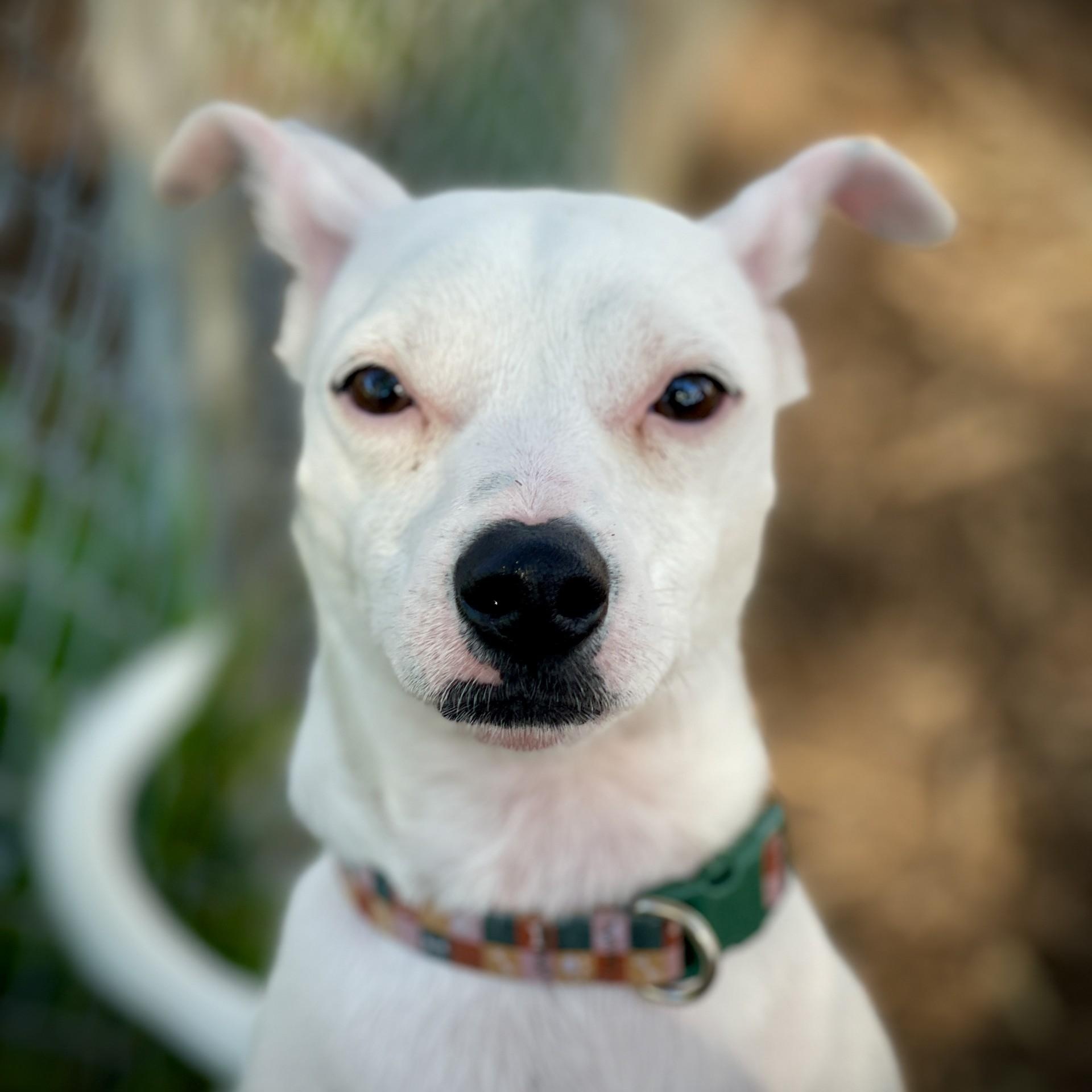 Enlarge Corky, a ADOPTABLE mixed breed in San Andreas, CA image 1/4