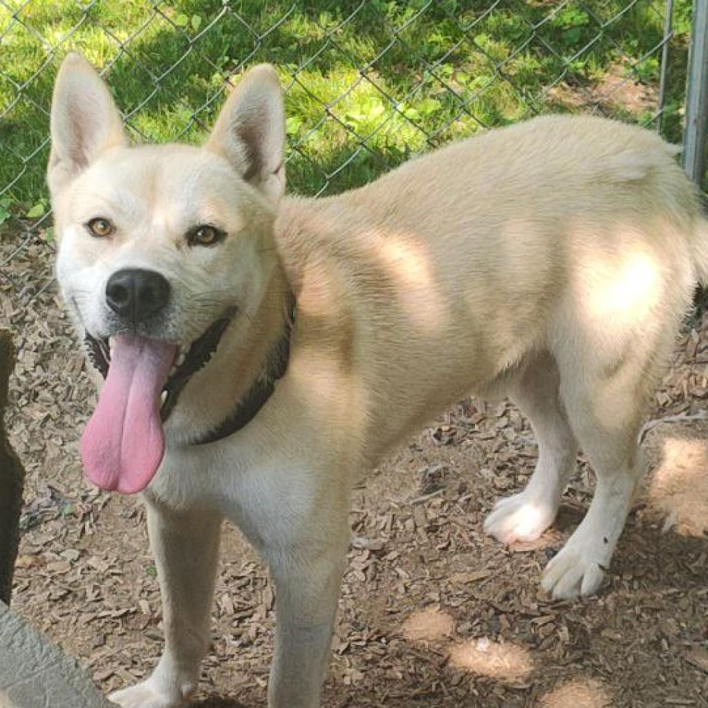 Enlarge Bowie, a Adoptable mixed breed in Smithville, TN image 1/6