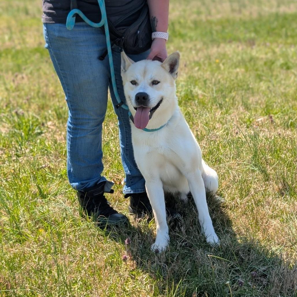 Enlarge Bowie, a Adoptable mixed breed in Smithville, TN image 1/6