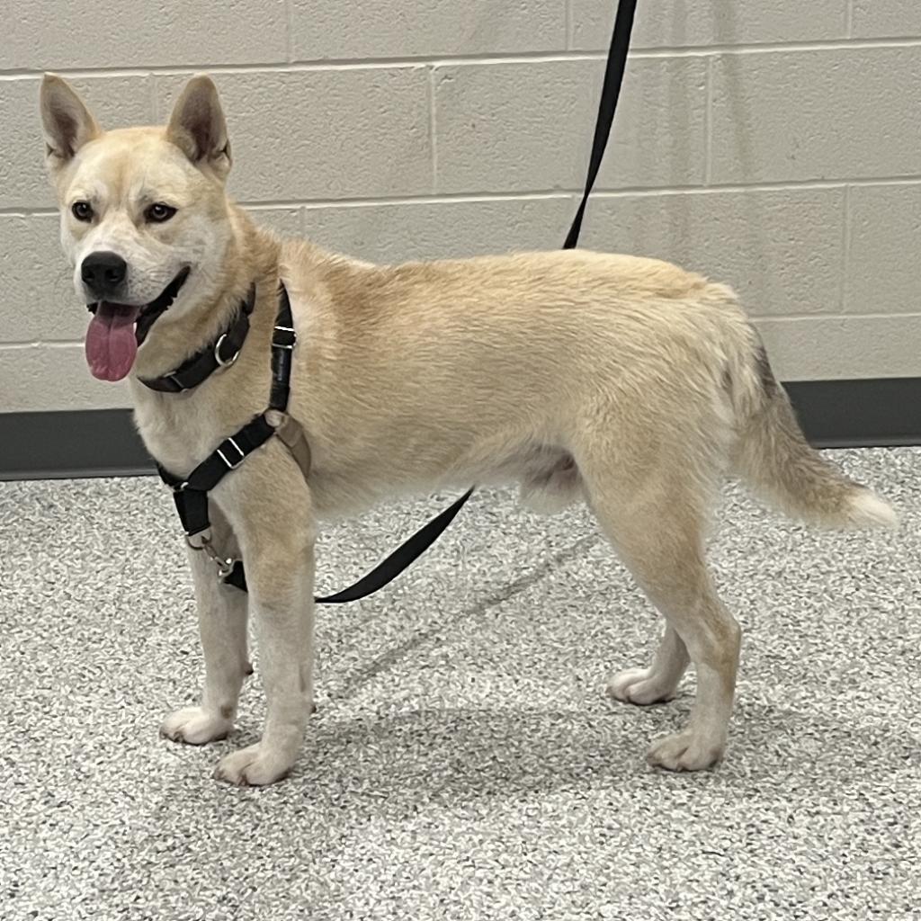 Enlarge Bowie, a Adoptable mixed breed in Smithville, TN image 3/6