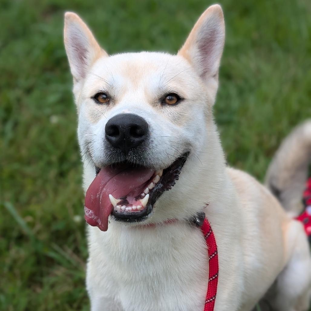 Enlarge Bowie, a Adoptable mixed breed in Smithville, TN image 3/6