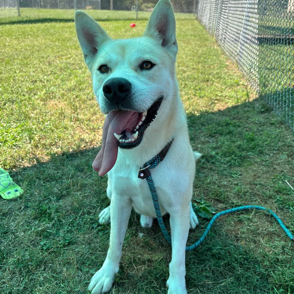 Enlarge Bowie, a Adoptable mixed breed in Smithville, TN image 4/6