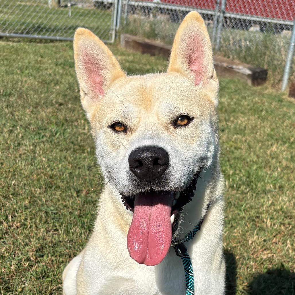 Enlarge Bowie, a Adoptable mixed breed in Smithville, TN image 5/6