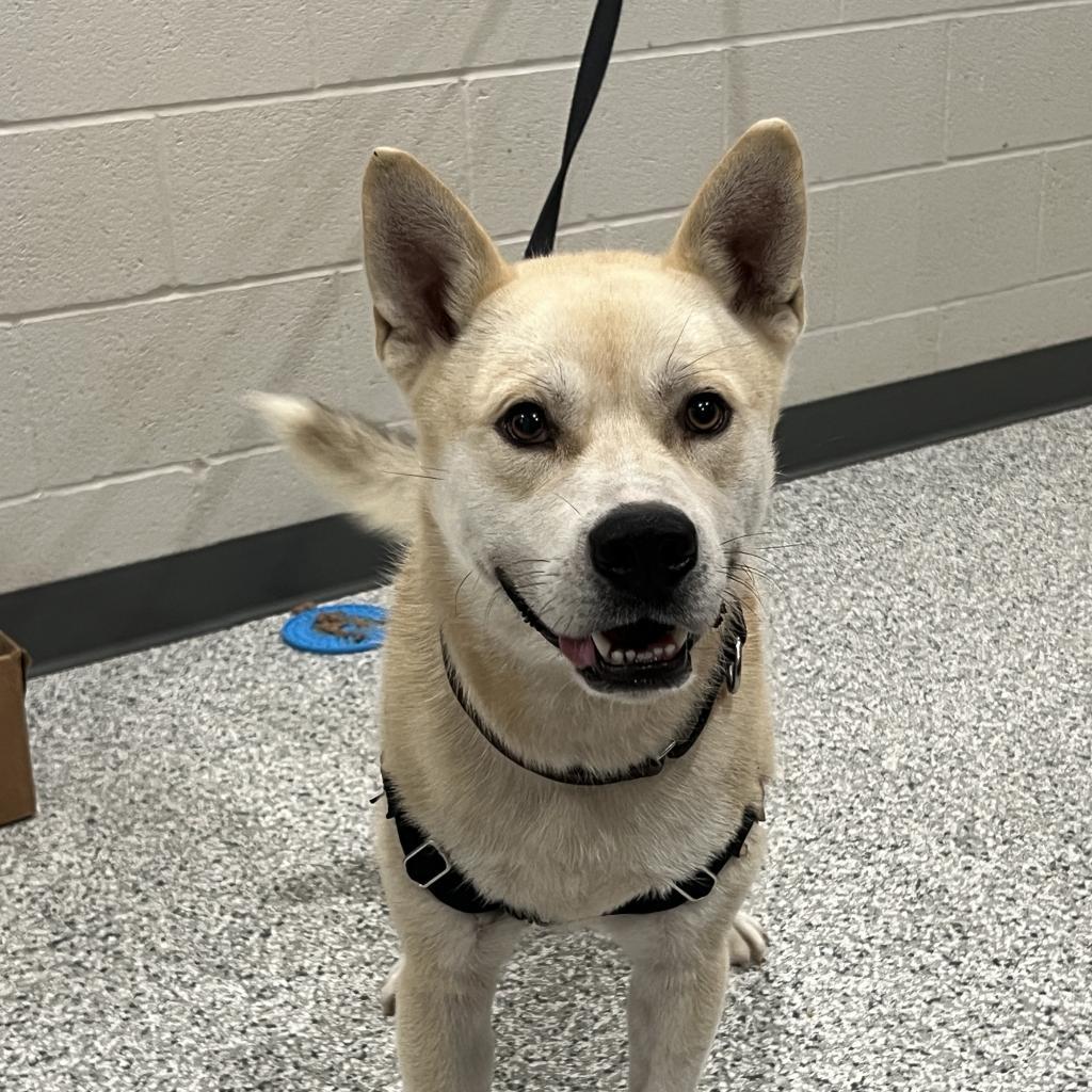 Enlarge Bowie, a Adoptable mixed breed in Smithville, TN image 6/6