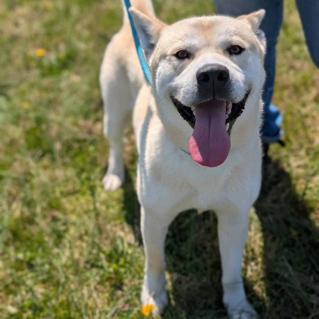 Enlarge Bowie, a Adoptable mixed breed in Smithville, TN image 6/6