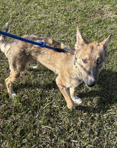 Nova — thumbnail 6