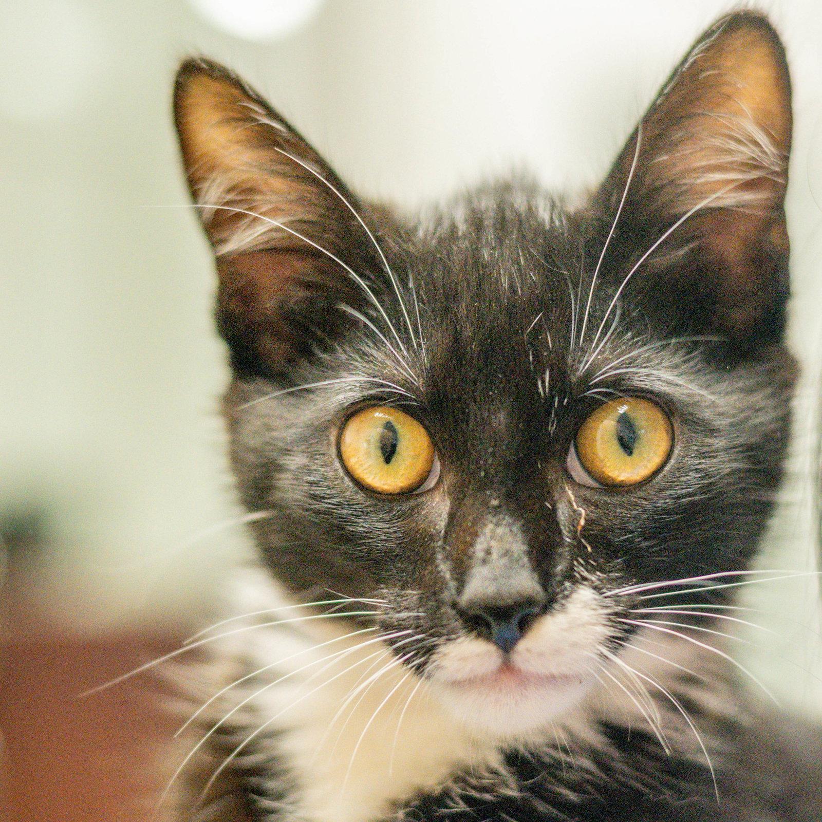 Skipper, Adopted, Young Male Domestic Medium Hair.