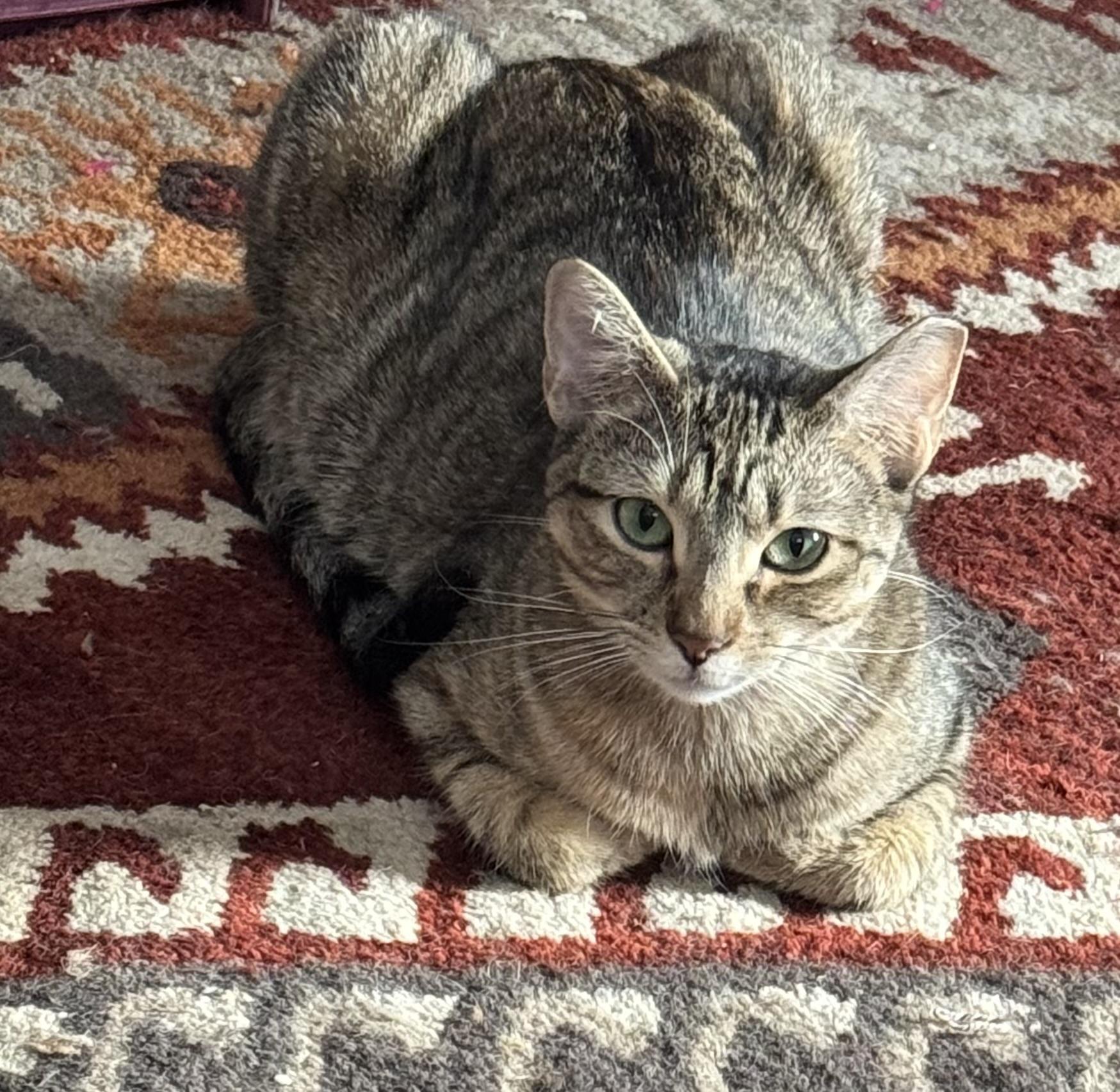 Dipsy - bonded with Doodlebug photo 1