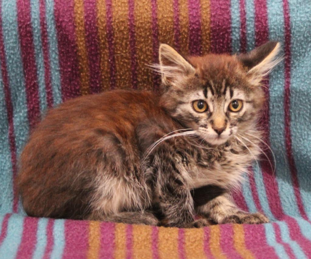 Enlarge Grogu, a Adoptable mixed breed in Vacaville, CA image 1/1