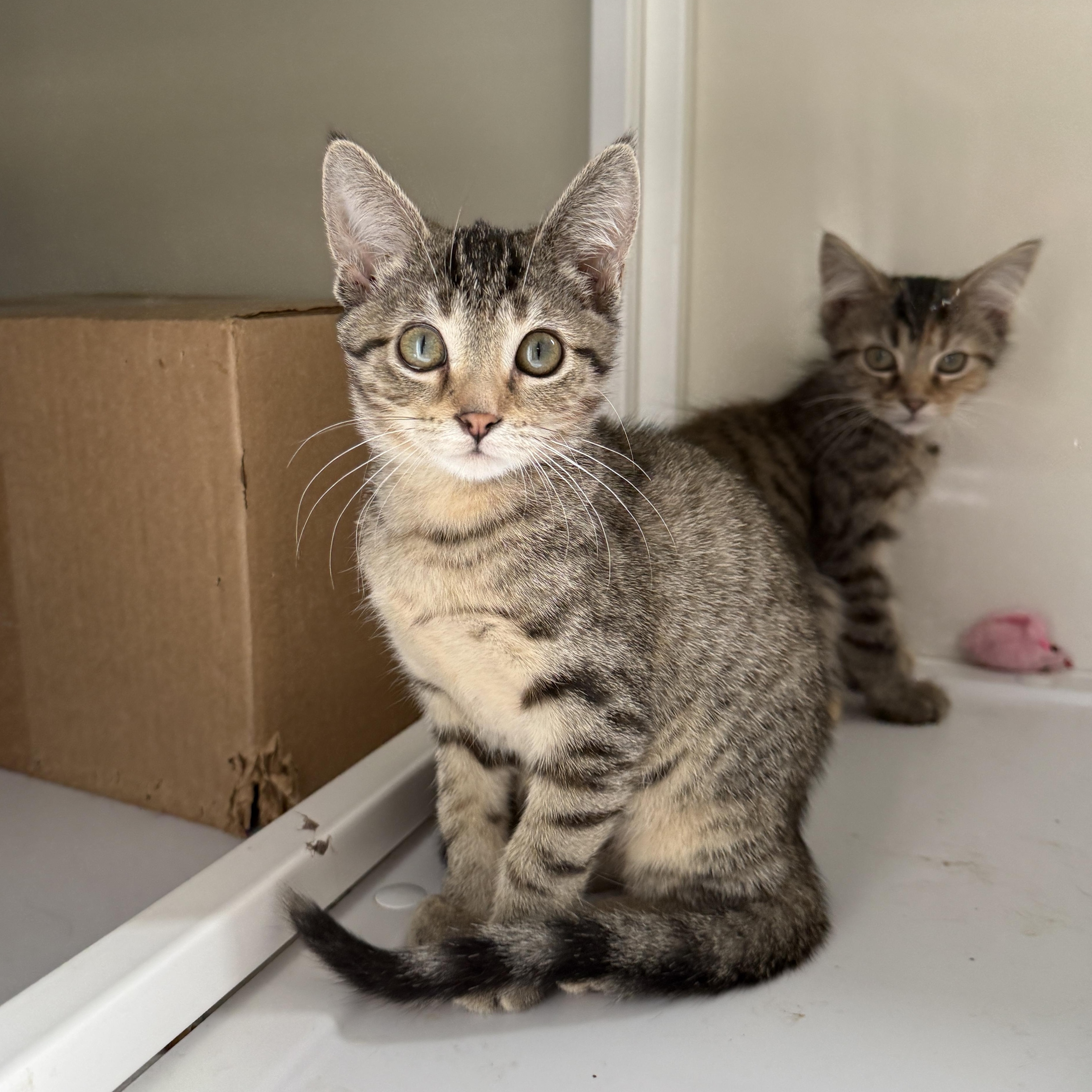 Collar, Adoptable, Kitten Female Domestic Short Hair.