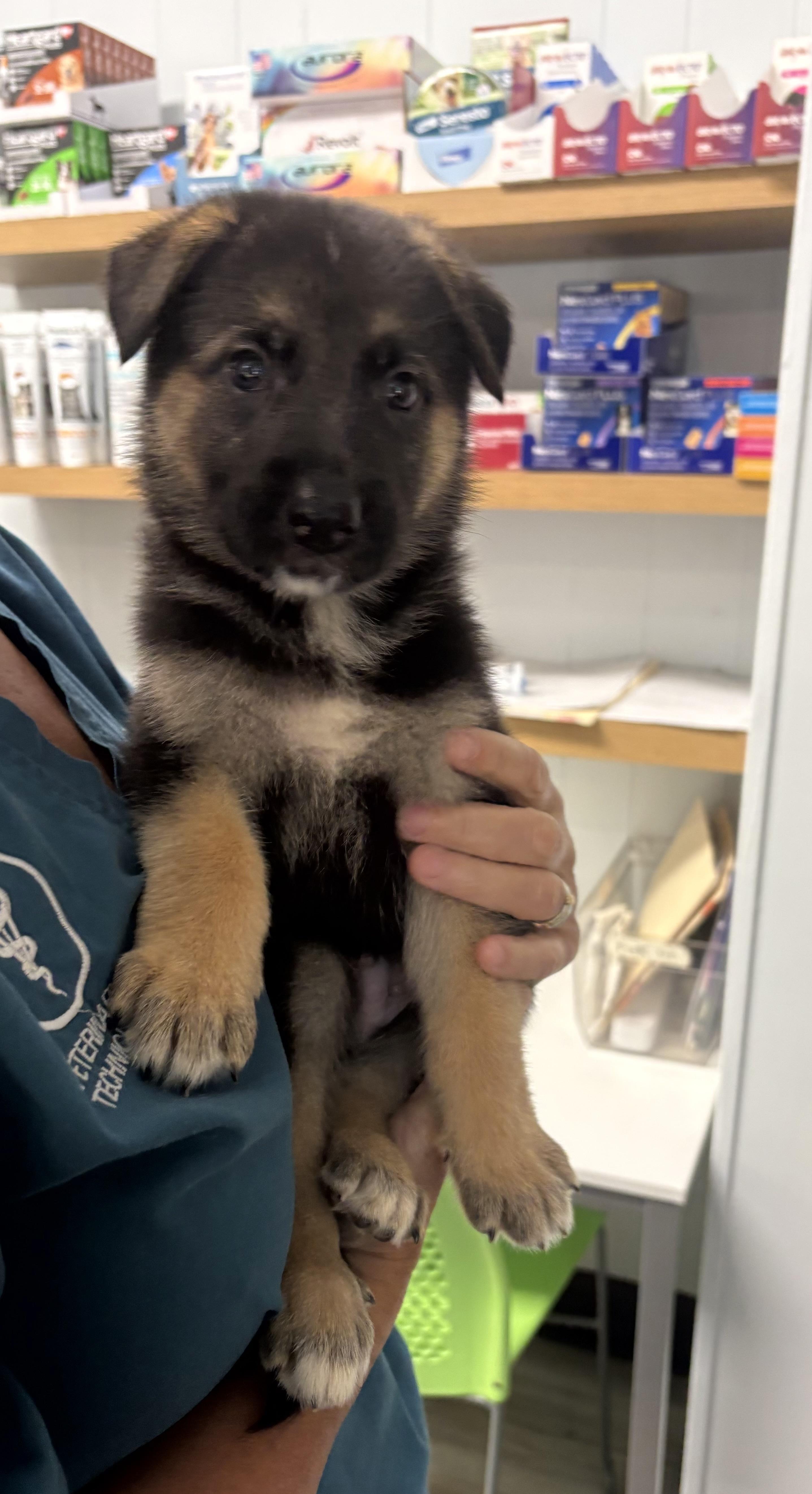 JAMESON, an adopted German Shepherd Dog in Hamilton, NJ image 2/2