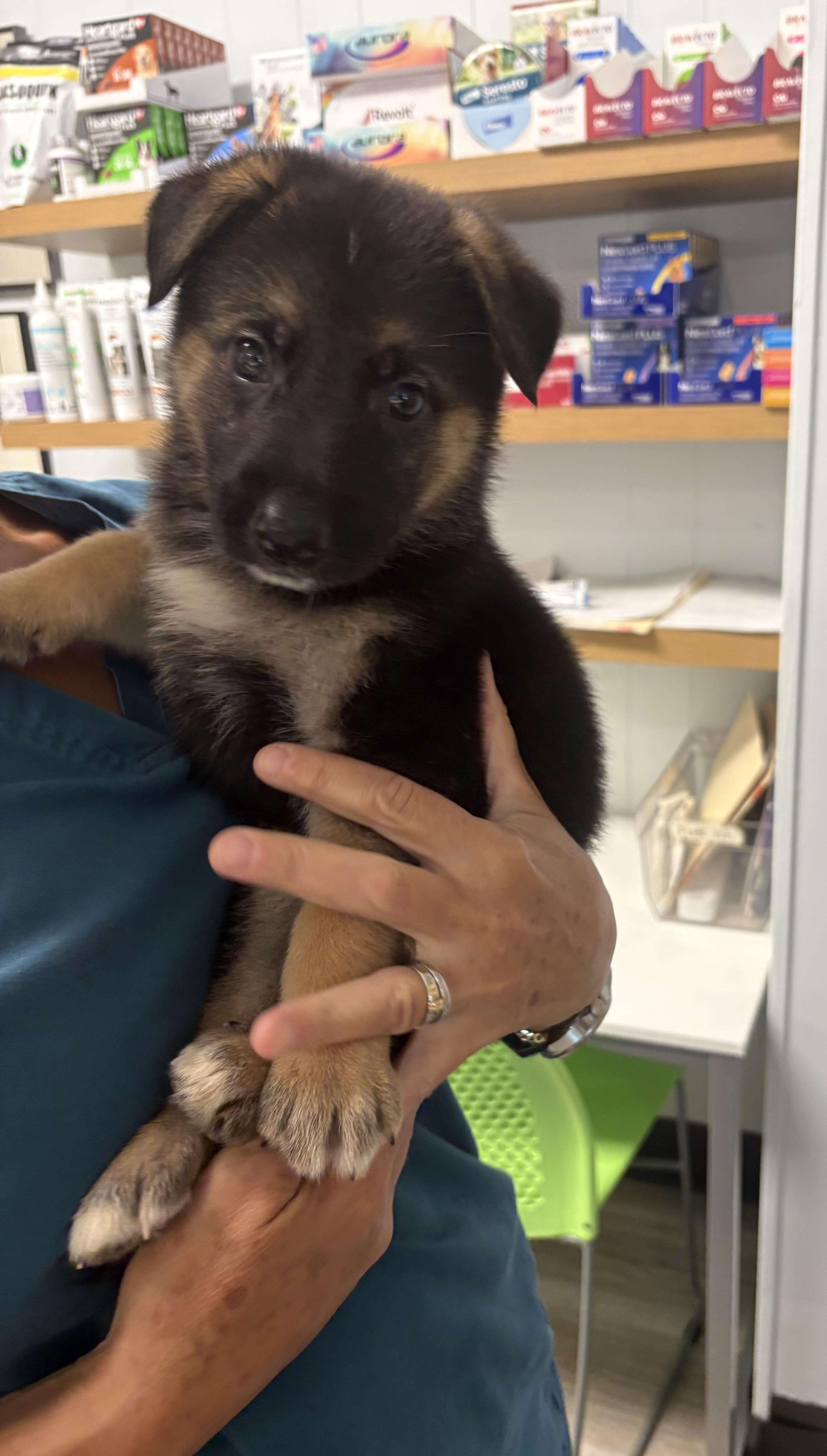 JAMESON, adopted, Puppy Male German Shepherd Dog.