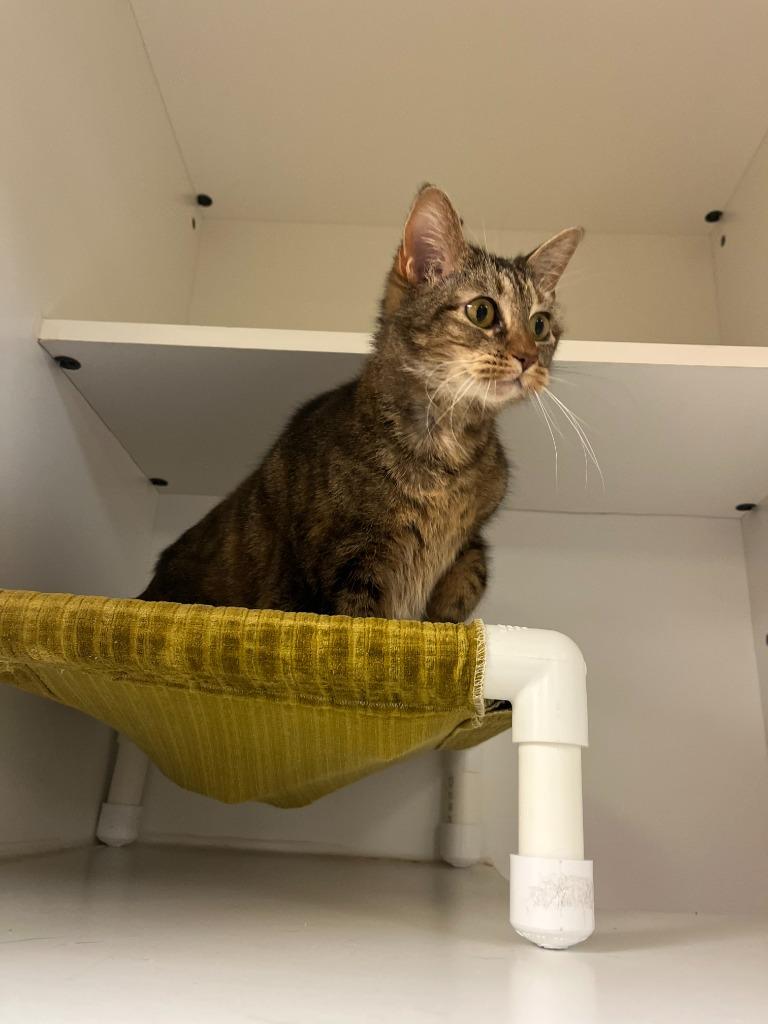 Enlarge Cat Condo #13 Fat Cat, a Adoptable mixed breed in Greenville, TX image 1/6