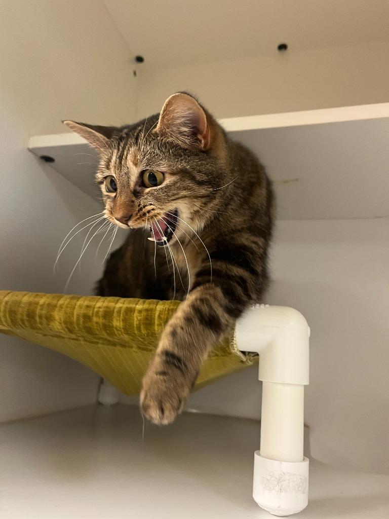 Enlarge Cat Condo #13 Fat Cat, a Adoptable mixed breed in Greenville, TX image 2/6